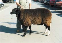 zwartbles - schok.cz