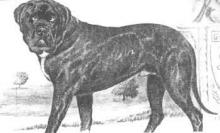 Mastiff – koncem 19. stol.