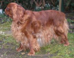 KING CHARLES SPANIEL Irina Korbelová