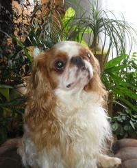 KING CHARLES SPANIEL Irina Korbelová