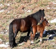 Garrano pony