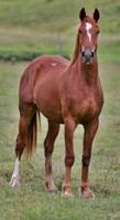 Waler horse