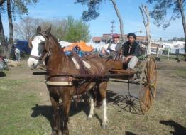 CABALLO-OVERO-CRIOLLO-PURO-LOS-NOGALES