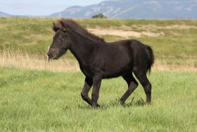 islandský pony - foto - Zuzana Čapčuchová - fotouza.com