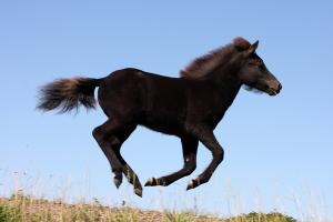 islandský pony - foto - Zuzana Čapčuchová - fotouza.com