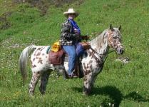 appaloosa