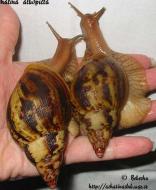 Achatina albopicta Eva Heinová