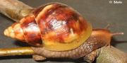 Achatina fulica Eva Heinová