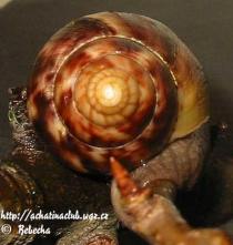 Achatina fulica Eva Heinová