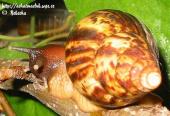 Achatina reticulata Eva Heinová