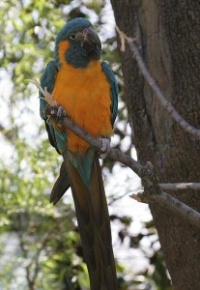 ara kaninda - Roman Strouhal  - svět papoušků