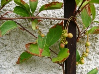 klanopraška - Schizandra chinensis - Mgr. Michal MAŇAS