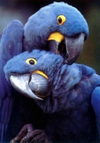 ara hyacintový - Roman Strouhal  - svět papoušků