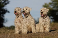 foto:Martina Binarová - Irish soft coated wheaten terrier 