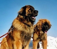 leonberger foto: Drahomíra Mráčková