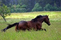 koně - foto: Zuzana Landnerová - FotoZuZa