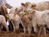 charolais ČSCHMS