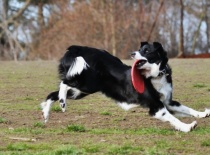 Frisbee