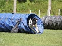 poprvé na agility - v hlavních rolích Ben tunelář