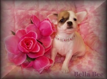 Bella bee 3