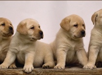 Labradorský retriever