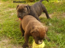 Baffi a Blueberry AnnJa Bohemia