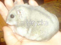 Hryzka ♥