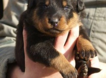 Beauceron,- Brigitte Rose Psi Misteria, chovatelská stanice Adnev Bohemia