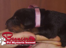 Beauceron,- Brigitte Rose Psi Misteria, chovatelská stanice Adnev Bohemia