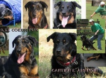 Beauceron,- Brigitte Rose Psi Misteria, chovatelská stanice Adnev Bohemia