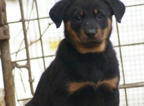 Beauceron,- Brigitte Rose Psi Misteria, chovatelská stanice Adnev Bohemia