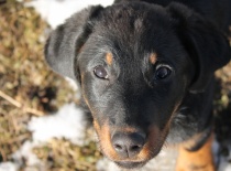 Beauceron,- Brigitte Rose Psi Misteria, chovatelská stanice Adnev Bohemia