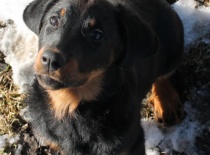 Beauceron,- Brigitte Rose Psi Misteria, chovatelská stanice Adnev Bohemia