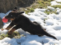 Beauceron,- Brigitte Rose Psi Misteria, chovatelská stanice Adnev Bohemia