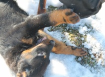 Beauceron,- Brigitte Rose Psi Misteria, chovatelská stanice Adnev Bohemia