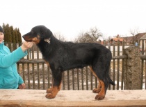 Beauceron,- Brigitte Rose Psi Misteria, chovatelská stanice Adnev Bohemia