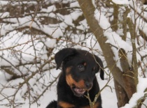 Beauceron,- Brigitte Rose Psi Misteria, chovatelská stanice Adnev Bohemia