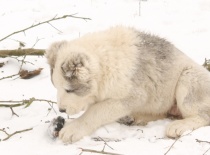 Středoasijský pastevecký pes, SAO, Alabai, Daiwen Konstantin Katakomba Temužin kennel