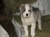 Středoasijský pastevecký pes, SAO, Alabai, Daiwen Konstantin Katakomba Temužin kennel