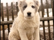 Středoasijský pastevecký pes, SAO, Alabai, Daiwen Konstantin Katakomba Temužin kennel