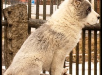 Středoasijský pastevecký pes, SAO, Alabai, Daiwen Konstantin Katakomba Temužin kennel