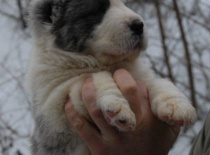 Středoasijský pastevecký pes, SAO, Alabai, Daiwen Konstantin Katakomba Temužin kennel