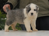 Středoasijský pastevecký pes, SAO, Alabai, Daiwen Konstantin Katakomba Temužin kennel