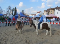 Cesky sportovni pony