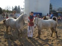 Welsh pony Wendy a Bára